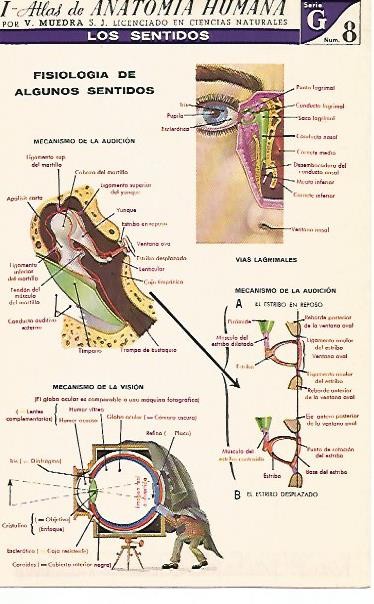 LAMINA 2166: Los sentidos. Fisiologia de algunos sentidos. Serie G numero 8
