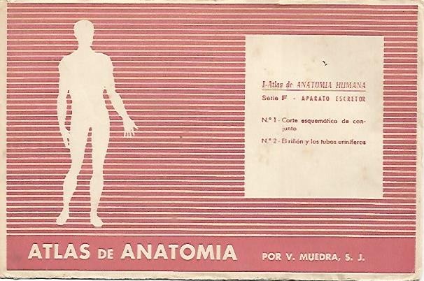 LAMINA 2170: Sobre Serie F. Aparato excretor