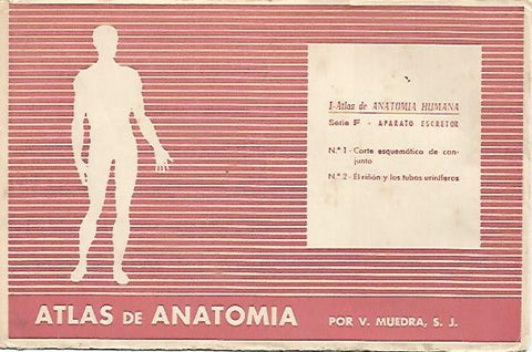 LAMINA 2170: Sobre Serie F. Aparato excretor