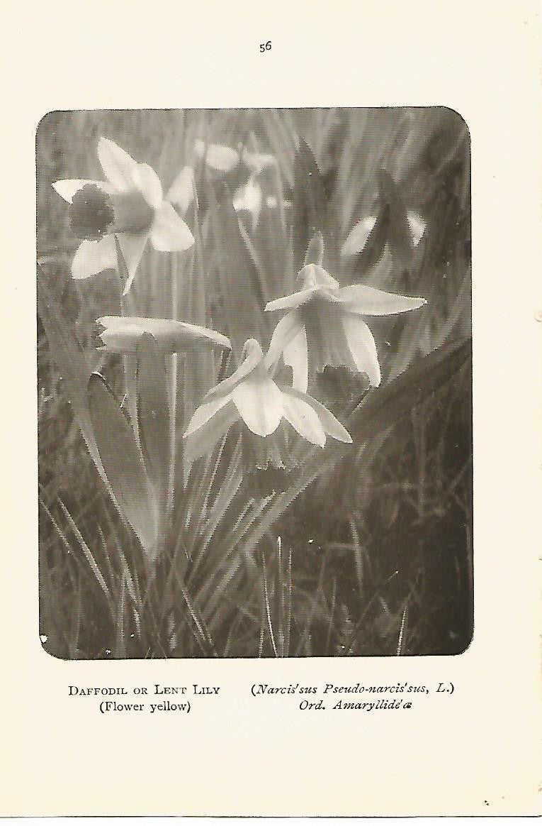 Lamina 984: Narciso