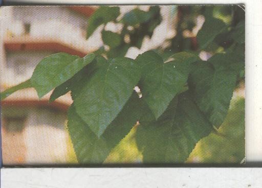 Cromos: Arbres de Barcelona numero 18.B: Morera blanca: fulles