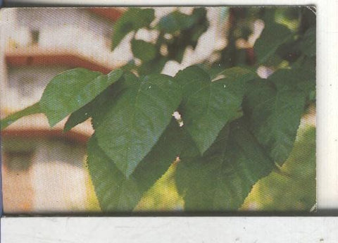 Cromos: Arbres de Barcelona numero 18.B: Morera blanca: fulles