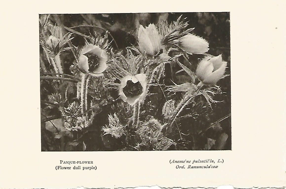 Lamina 958: Pulsatillas