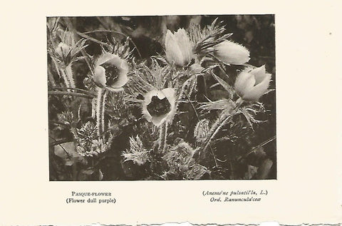 Lamina 958: Pulsatillas