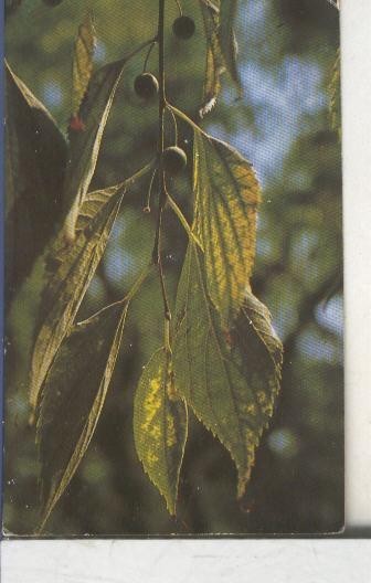 Cromos: Arbres de Barcelona numero 17.B: Lledoner: fulles i fruit