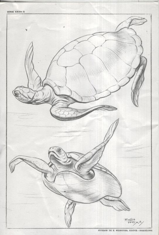 Lamina Emilio Freixas numerada 03: tortuga marina