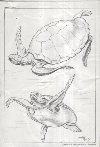 Lamina Emilio Freixas numerada 03: tortuga marina