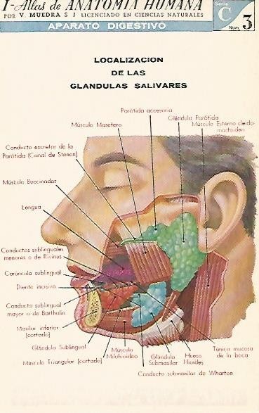LAMINA 2141: Aparato digestivo. Glandulas salivares. Serie C numero 3