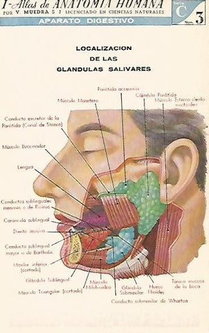 LAMINA 2141: Aparato digestivo. Glandulas salivares. Serie C numero 3