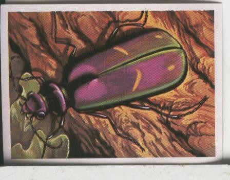 Cromos: El Mas y el Menos numero 107: Grandes ayunadores entre los insectos