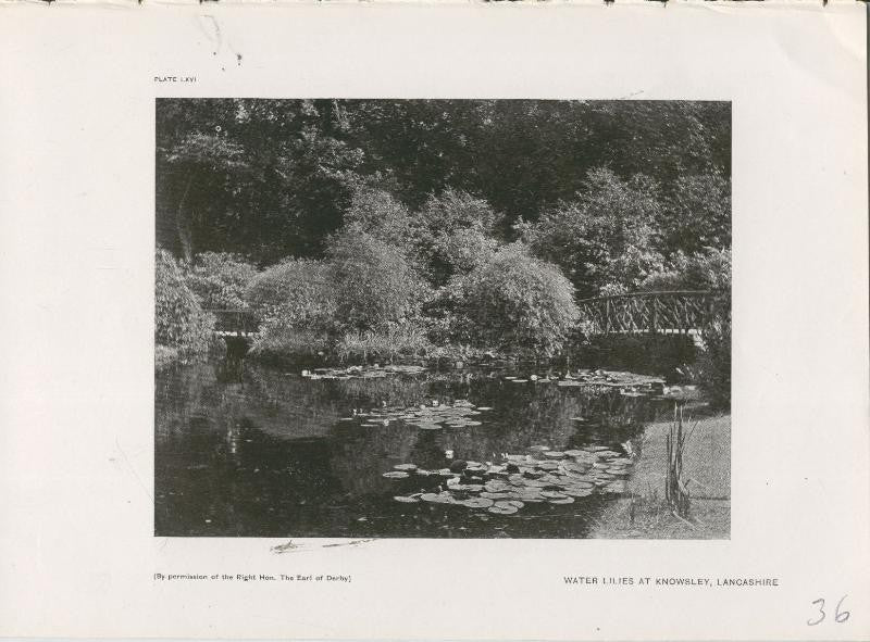Jardines ingleses lamina 36: Water Lilies at Knowsley, Lancashire