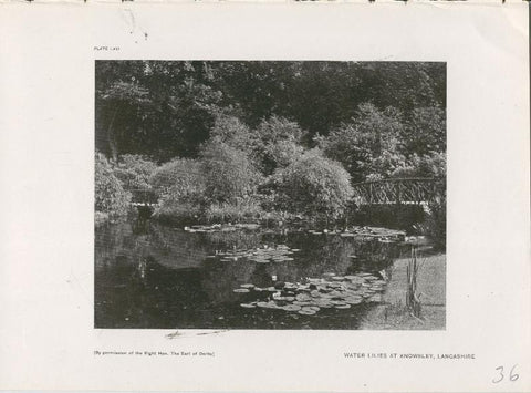 Jardines ingleses lamina 36: Water Lilies at Knowsley, Lancashire