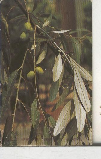 Cromos: Arbres de Barcelona numero 47.B: Arbre del paradis: fulles i fruit