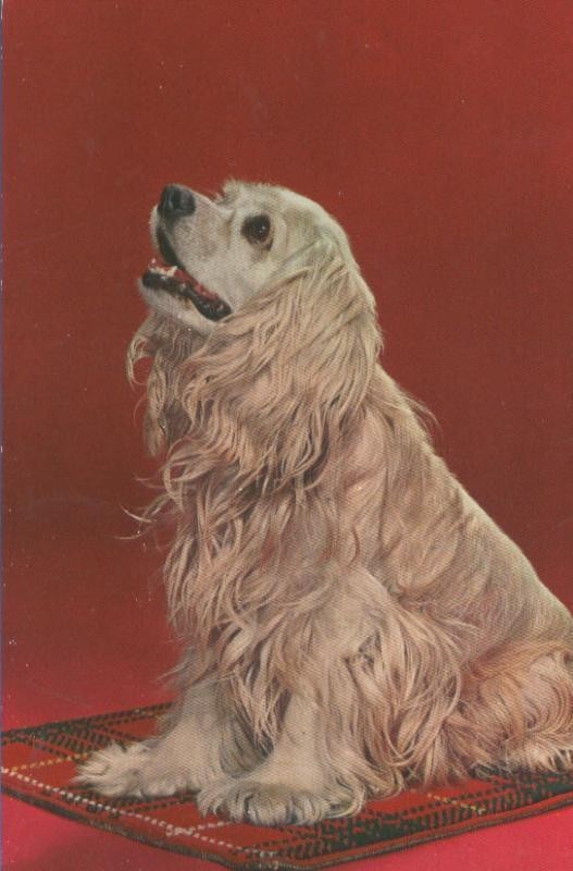 Postal 005004 : Perro, impresa en italia