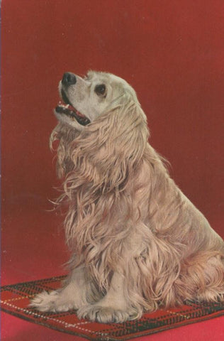 Postal 005004 : Perro, impresa en italia