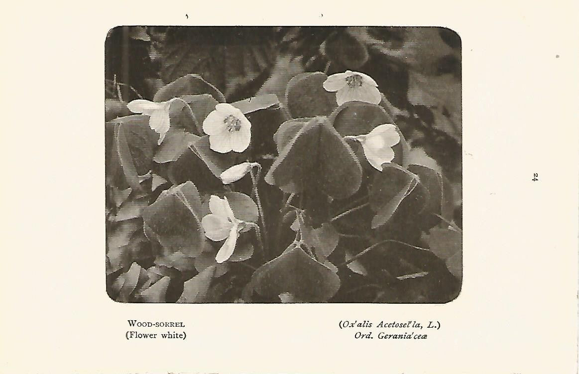 Lamina 968: Oxalida