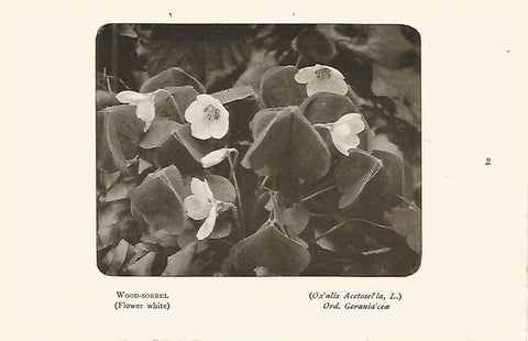 Lamina 968: Oxalida
