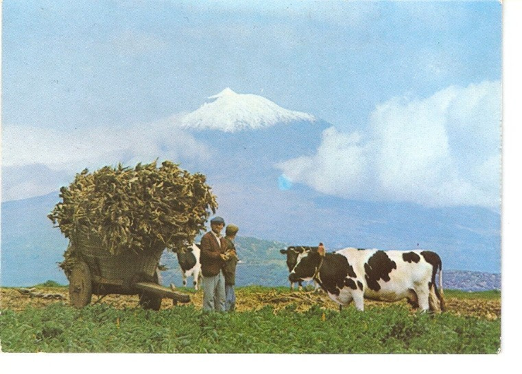 Postal 050334 : Ilha do Pico - Açores. Cena tipica