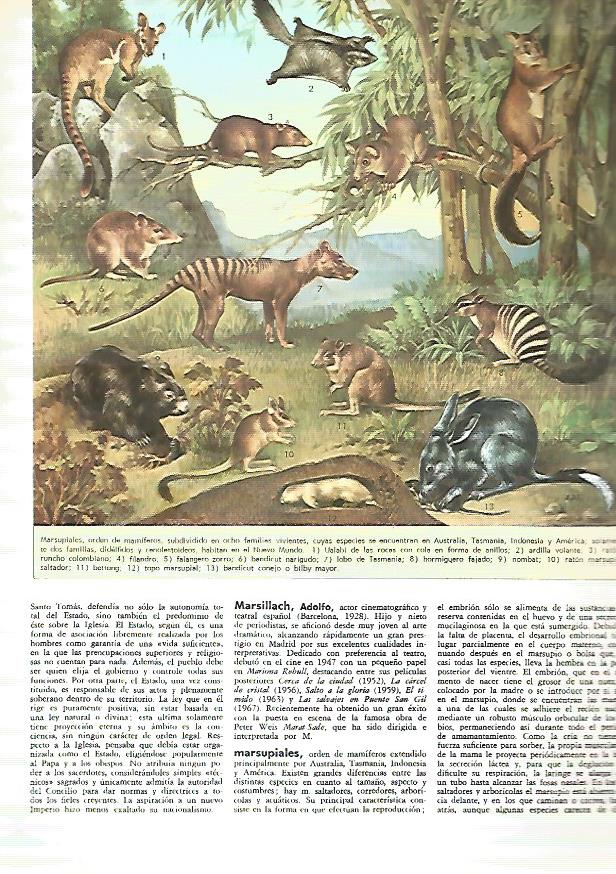 LAMINA MONITOR 0351: MARSUPIALES