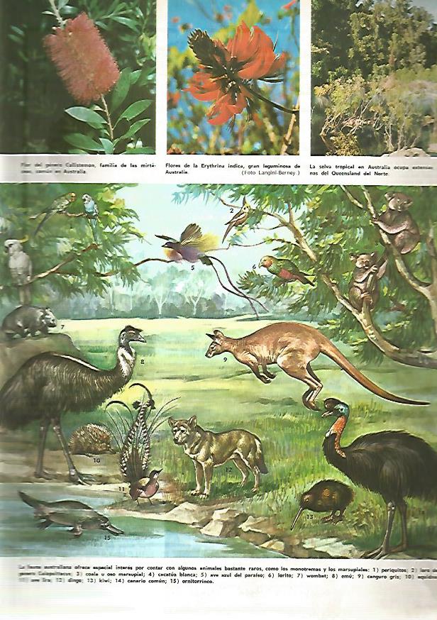 LAMINA MONITOR 0376: FLORA Y FAUNA DE AUSTRALIA