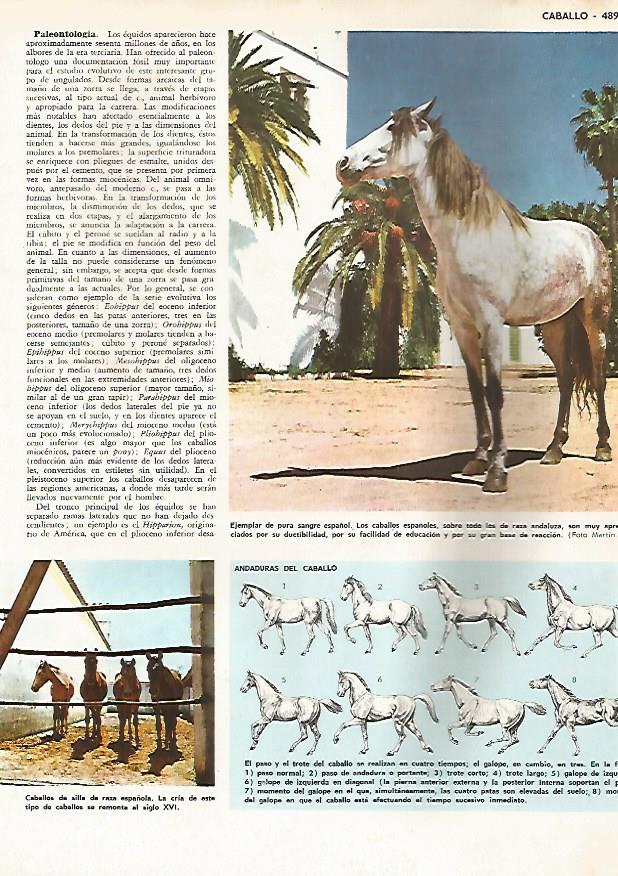 LAMINA MONITOR 0451: CABALLO PURA SANGRE ESPAÑOL. ANDADURAS DEL CABALLO