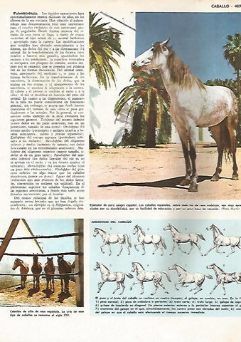 LAMINA MONITOR 0451: CABALLO PURA SANGRE ESPAÑOL. ANDADURAS DEL CABALLO
