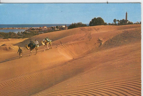 Postal 7372 : Camellos en Dunas Maspalomas, Gran Canaria