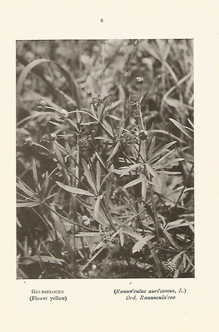 Lamina 959:  Ranunculus auricomus