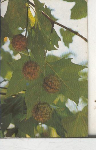 Cromos: Arbres de Barcelona numero 24.B: Platan d,ombra: fruit