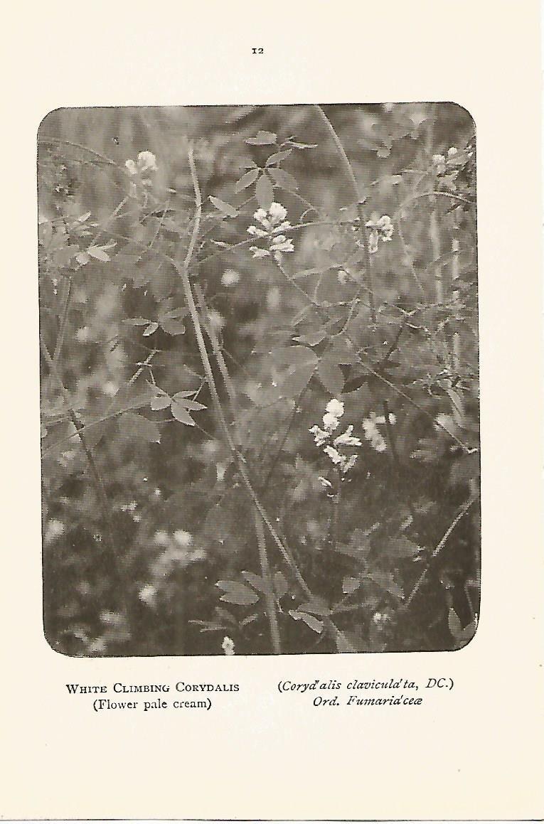 Lamina 962: Corydalis
