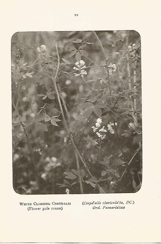 Lamina 962: Corydalis