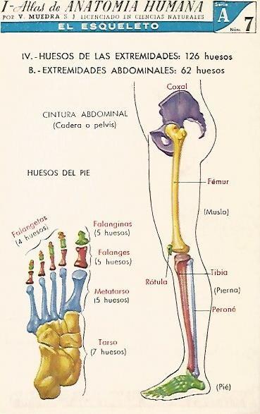 LAMINA 2153: El esqueleto. Extremidades abdominales. Serie A numero 7