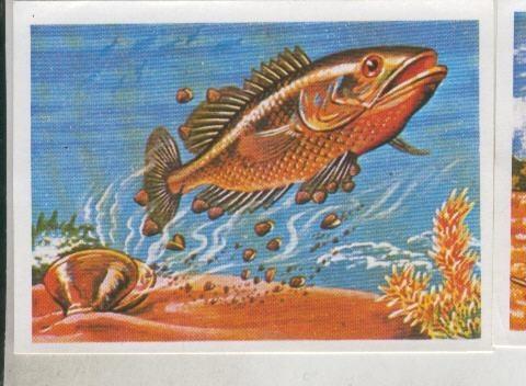 Cromos: Sabias que....? numero 65