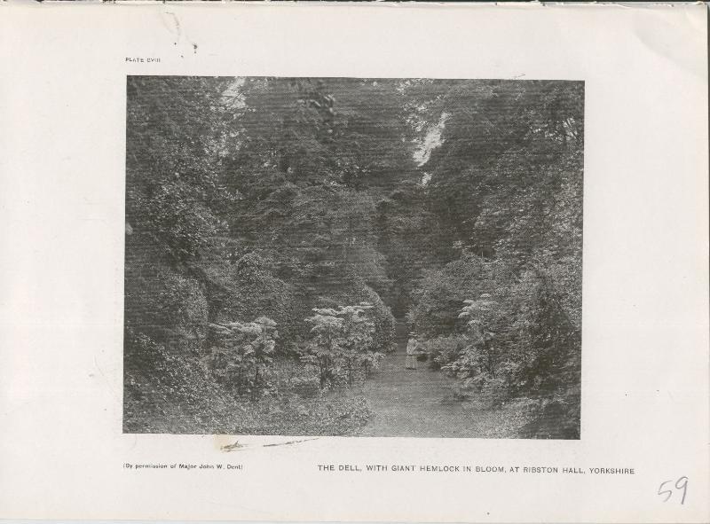 Jardines ingleses lamina 59: The dell, with giant Hemlock in Bloom, at Ribston Hall, Yorkshire