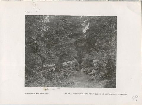 Jardines ingleses lamina 59: The dell, with giant Hemlock in Bloom, at Ribston Hall, Yorkshire