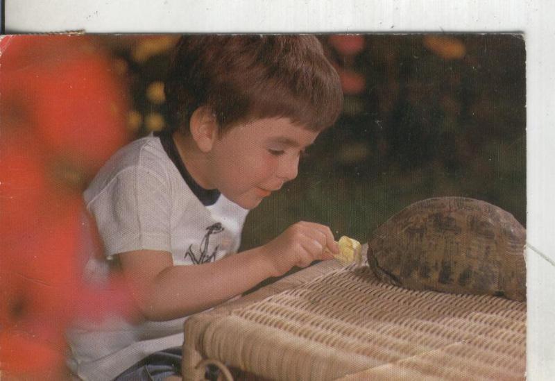 Postal 4450 : Niño con tortuga mascota