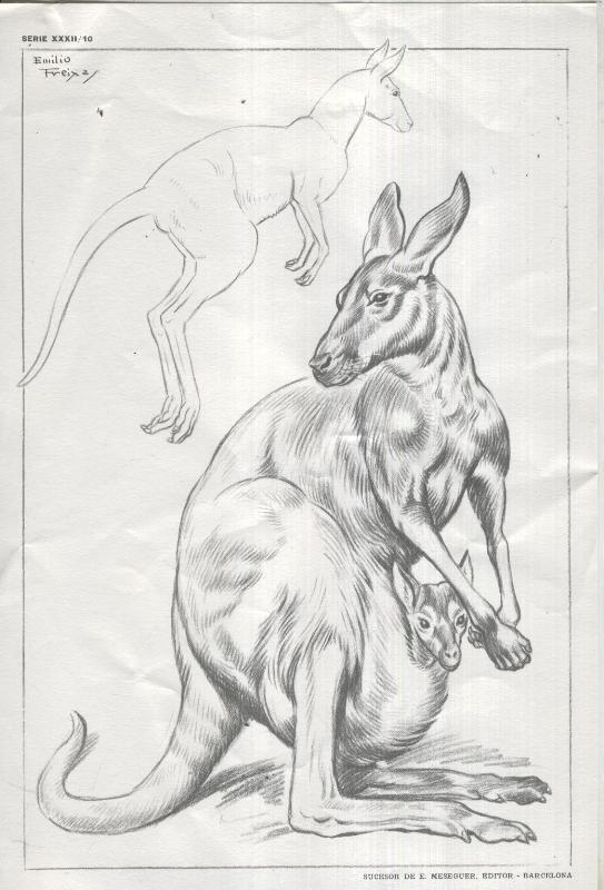 Lamina Emilio Freixas numerada 10: Canguro
