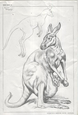 Lamina Emilio Freixas numerada 10: Canguro
