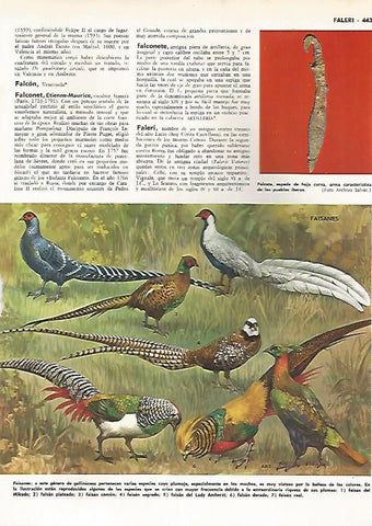 LAMINA MONITOR 0489: FALCATA IBERICA. FAISANES