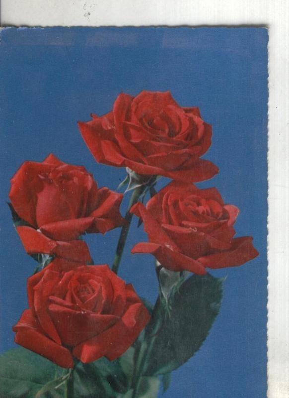Postal: Rosas