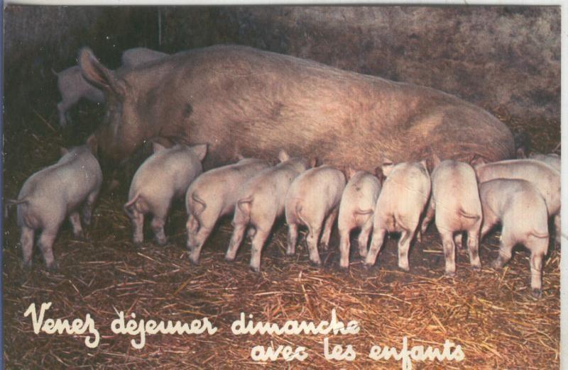 Postal 005318 : Camada de lechales mamando, postal francesa