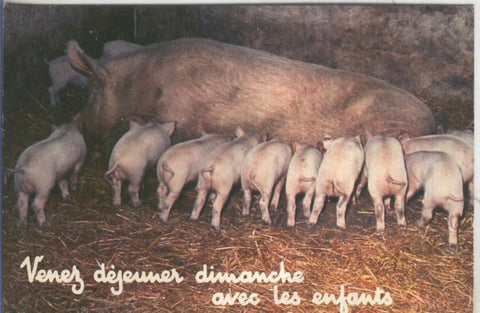 Postal 005318 : Camada de lechales mamando, postal francesa