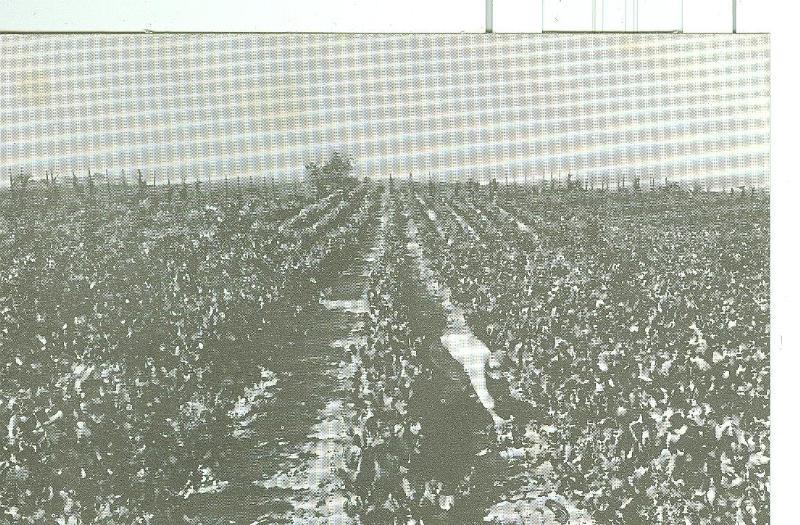 Postal 6322 : Casa Codorniu modelo numero 01