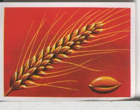 Cromos: El Mas y el Menos numero 021: El cereal de mas larga vida