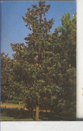 Cromos: Arbres de Barcelona numero 22.A: Magnolia