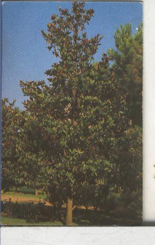 Cromos: Arbres de Barcelona numero 22.A: Magnolia