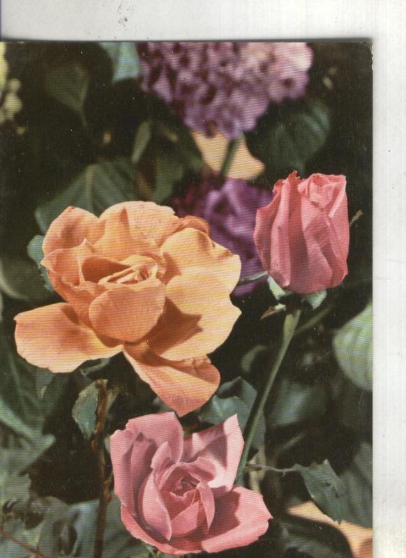 Postal 003599: Flores