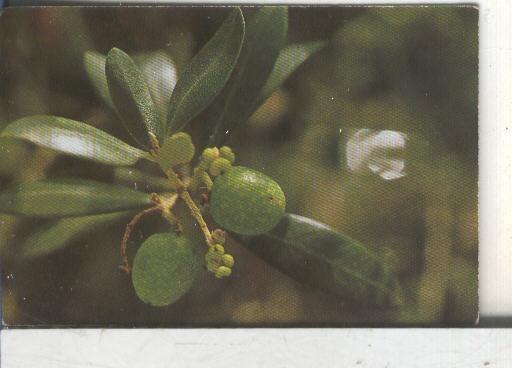 Cromos: Arbres de Barcelona numero 52.B: Olivera: fruit i fulles
