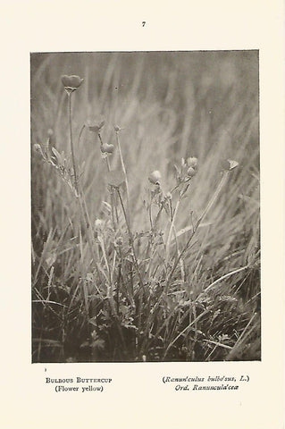 Lamina 960:  Boton de oro