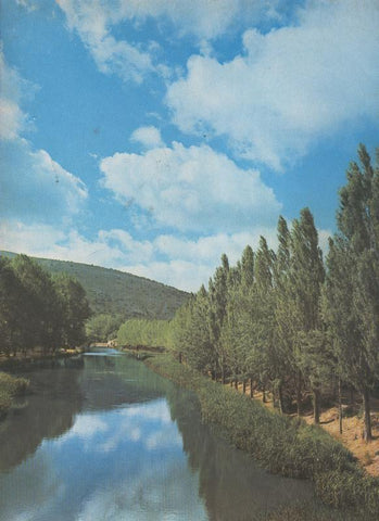 Alamos en la ribera del Duero en la provincia de soria